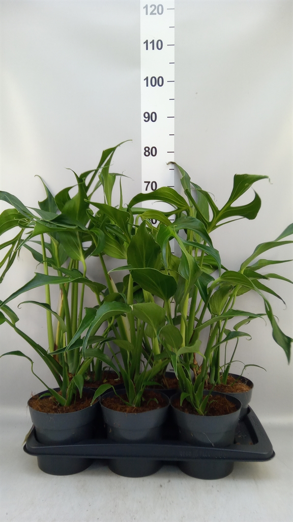 Monstera B Mar Flame 17Ø 55cm