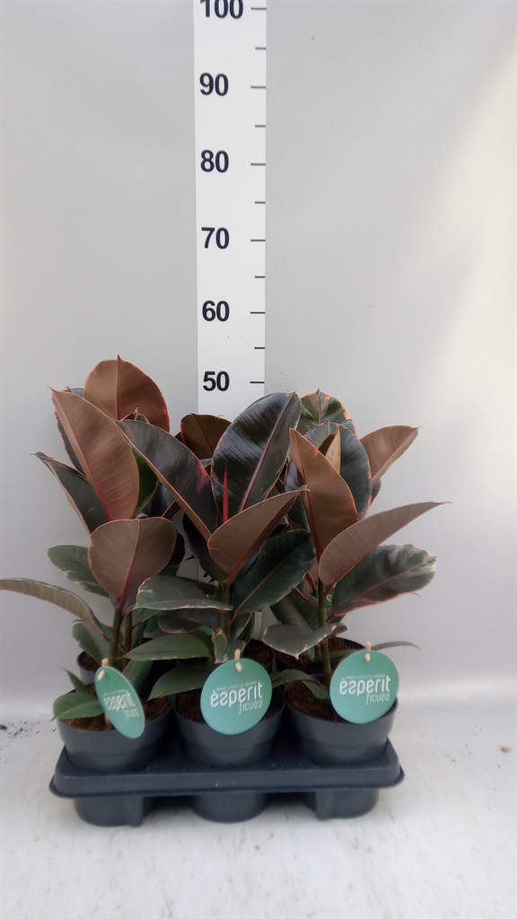 Ficus Belize 14Ø 40cm