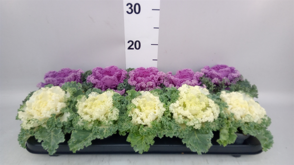 Brassica Oleracea 9Ø 15cm
