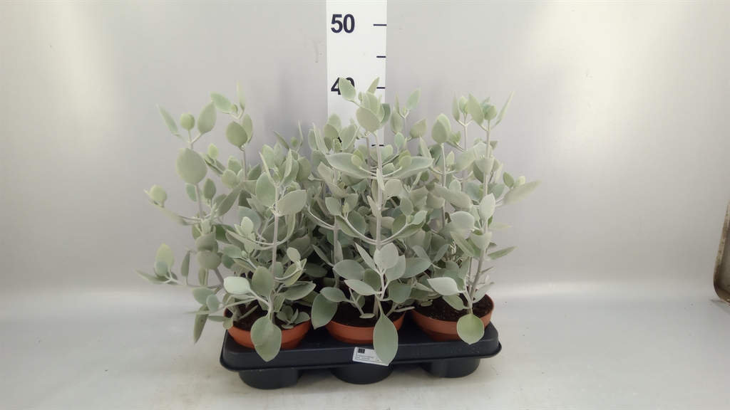 Kalanchoe Ov 13Ø 30cm