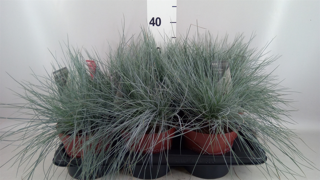 Festuca Intense Blue 17Ø 30cm