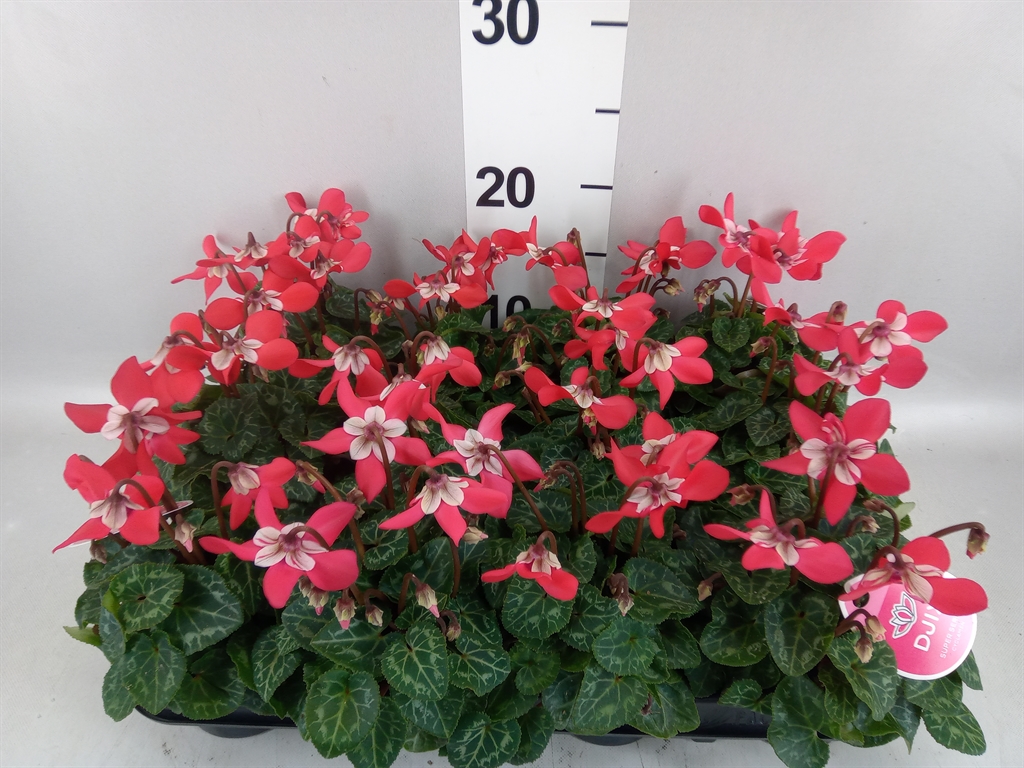 Cyclamen Super Serie Djix 7Ø 15cm