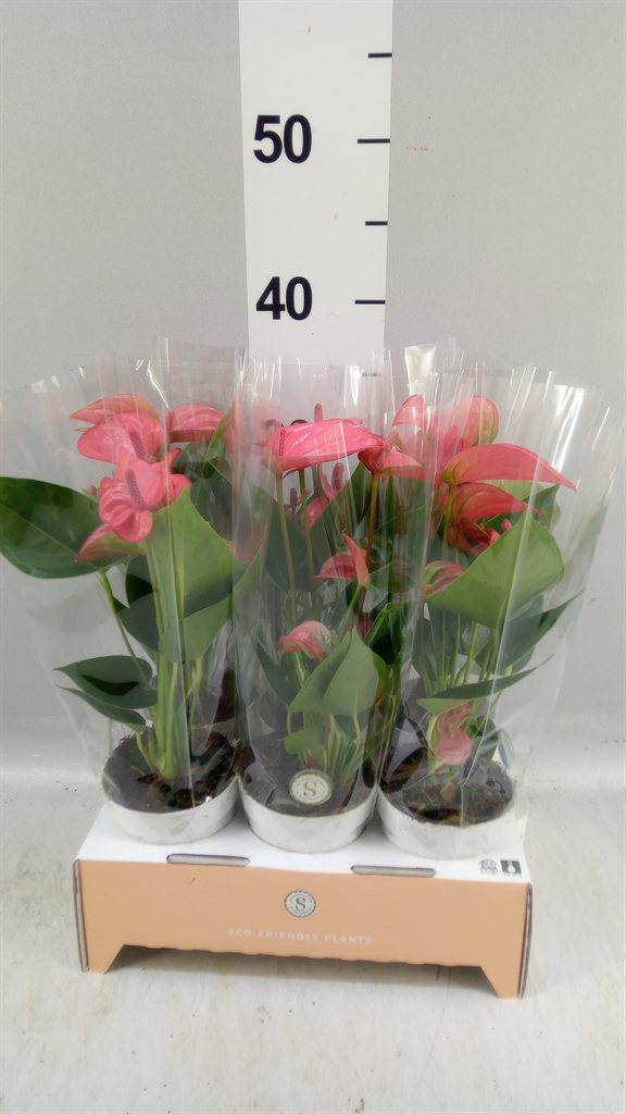 Anthurium Pink Champion 9Ø 30cm