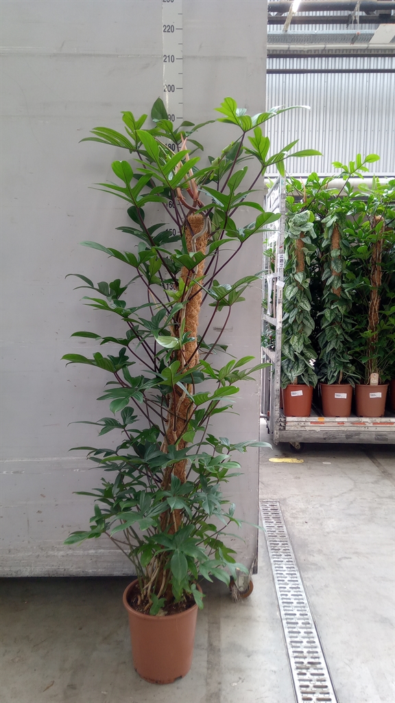 Philodendron Pedatum 27Ø 180cm