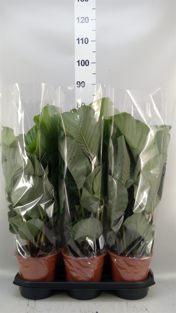 Calathea Orbifolia 19Ø 70cm