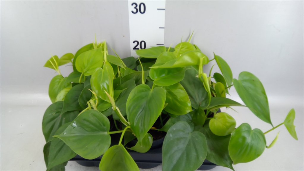 Philodendron Scandens 12Ø 25cm