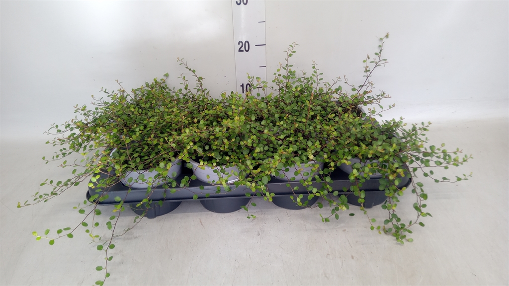 Muehlenbeckia Mao'ri 13Ø 20cm