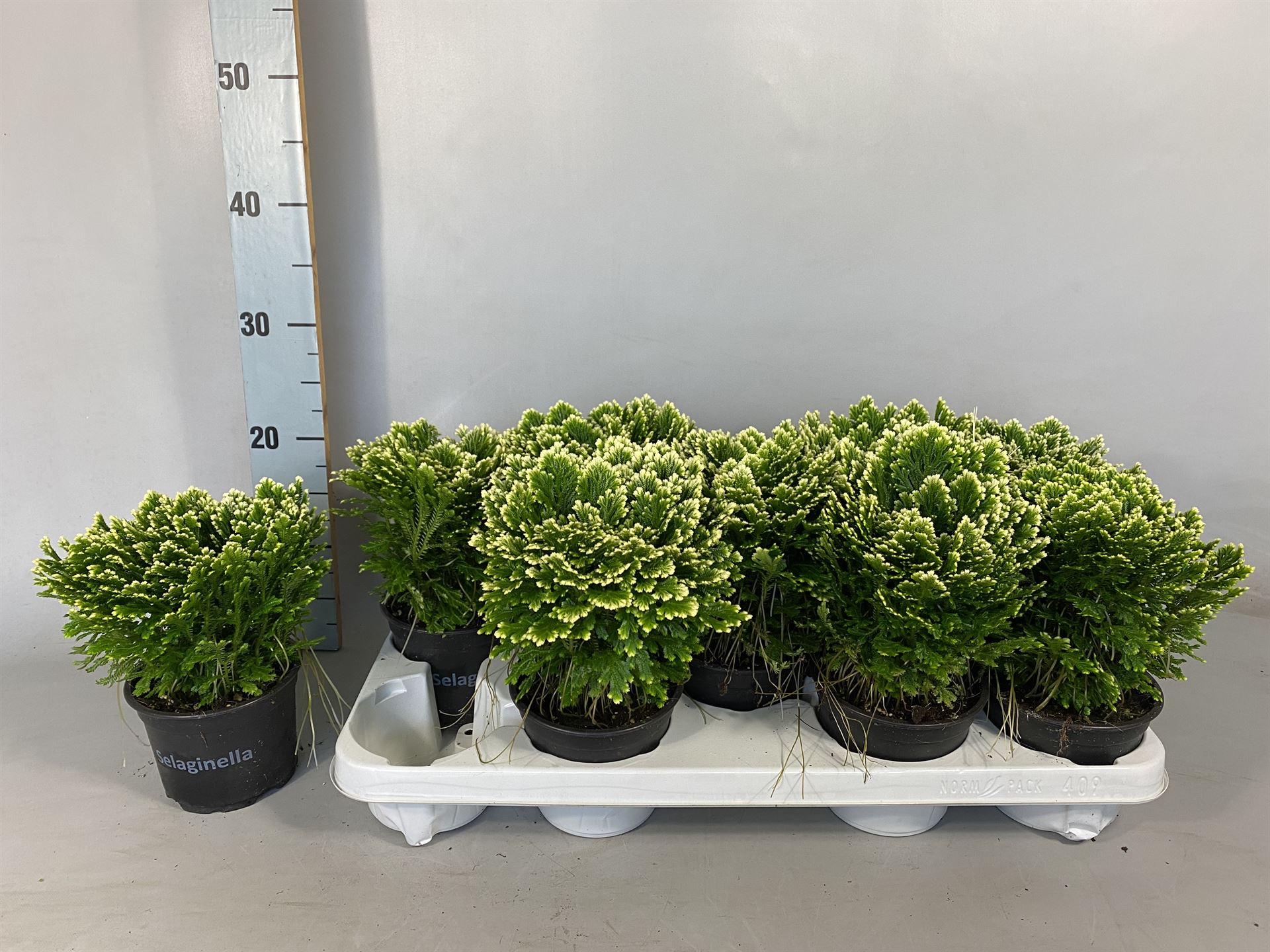 Selaginella Jori 12Ø 25cm