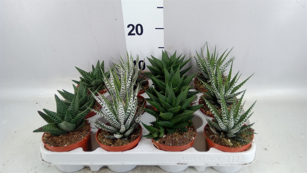 Haworthia Mix 8Ø 12cm