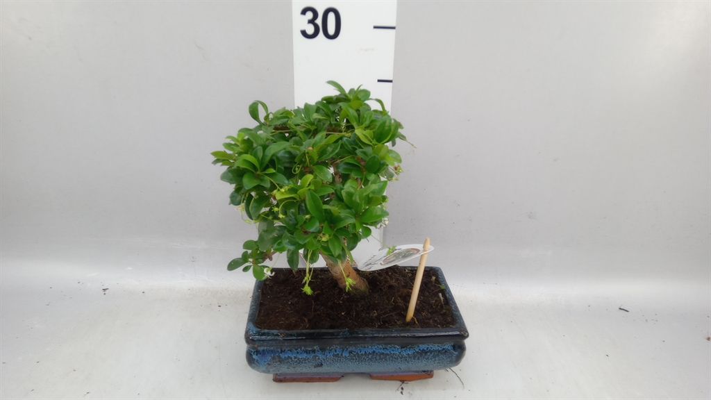 Bonsai Mix 20Ø 30cm