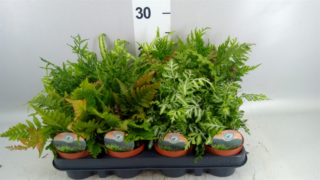 Ferns Mix 9Ø 15cm