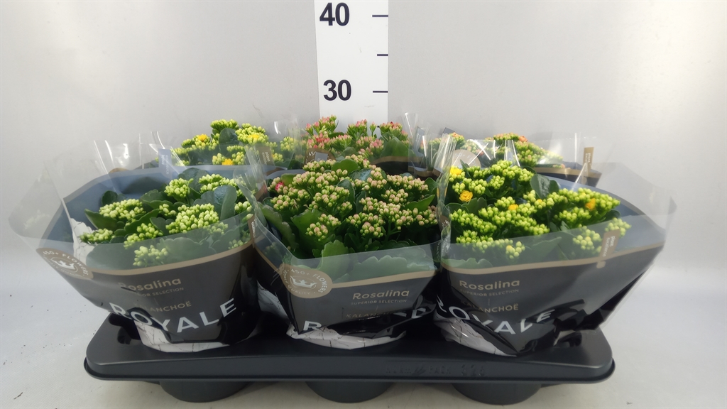 Kalanchoe Double Royale Mix 15Ø 27cm