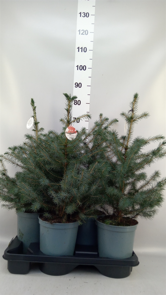 Picea Omorika 19Ø 60cm