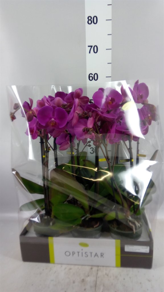Phal Ov Paars 12Ø 60cm