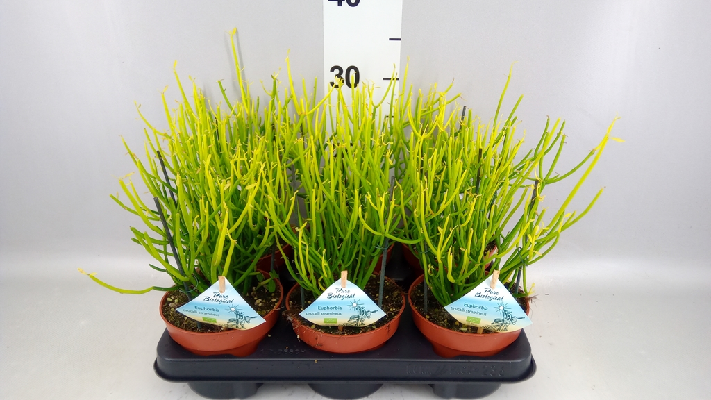 Euphorbia Tirucalli 13Ø 30cm
