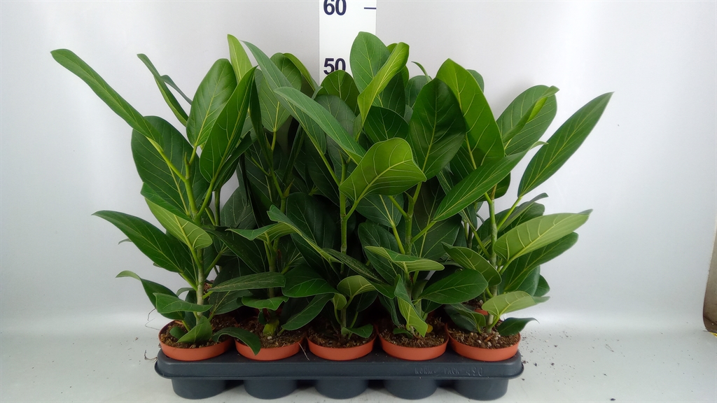 Ficus Benghalensis Audrey 12Ø 40cm