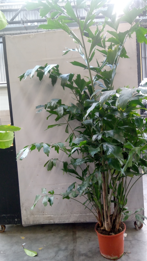 Caryota Mitis 30Ø 200cm