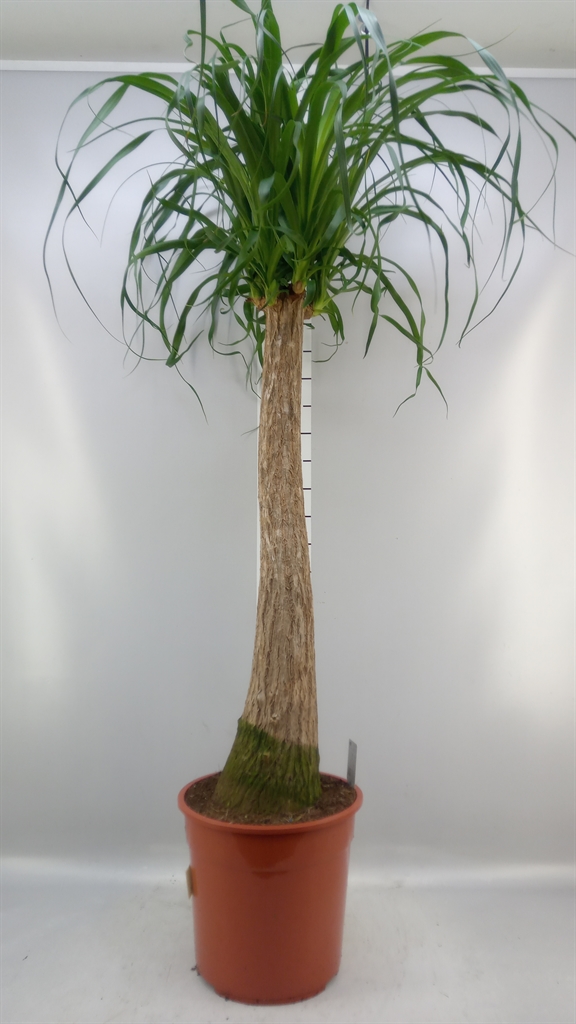 Beaucarnea Recurvata 27Ø 120cm