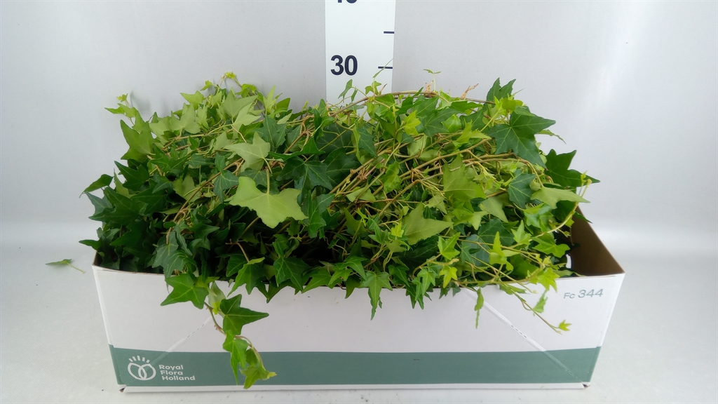 Hedera Helix Pittsburgh 13Ø 25cm