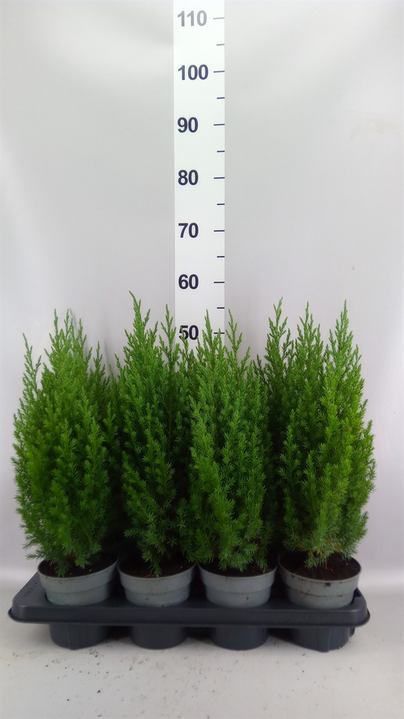 Juniperus Stricta 13Ø 55cm