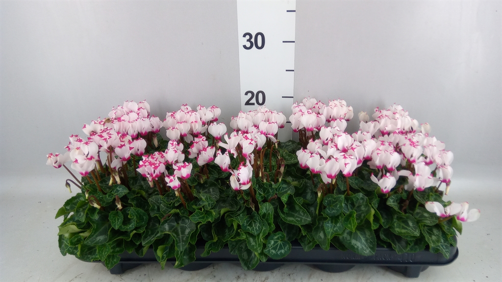 Cyclamen Metis Victoria 9Ø 18cm