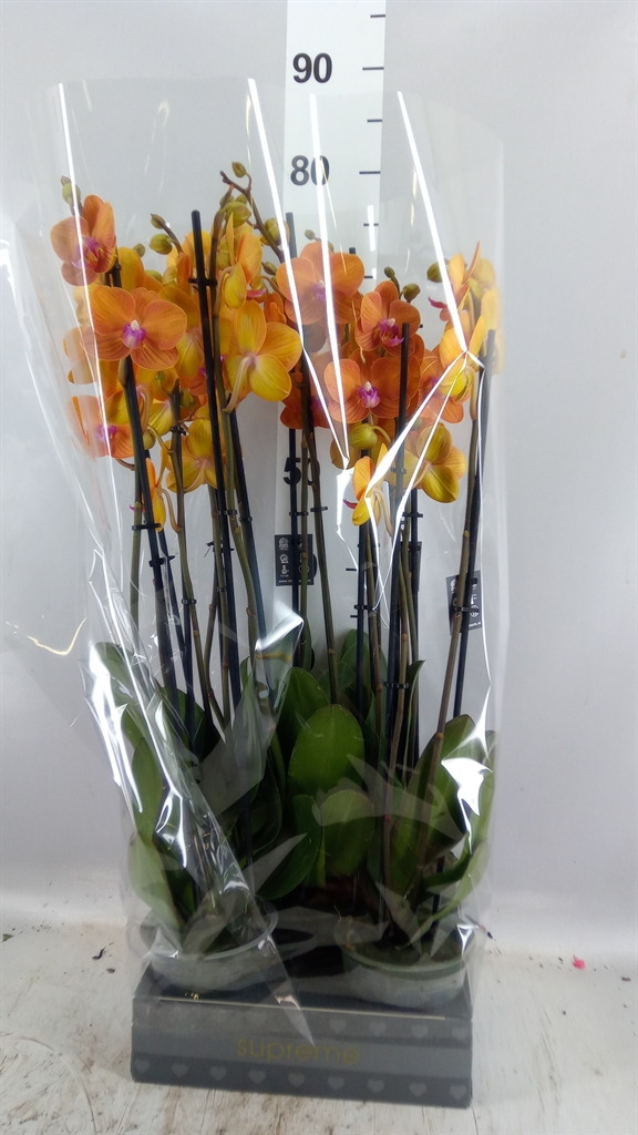 Phalaenopsis Bologna 12Ø 65cm 3st