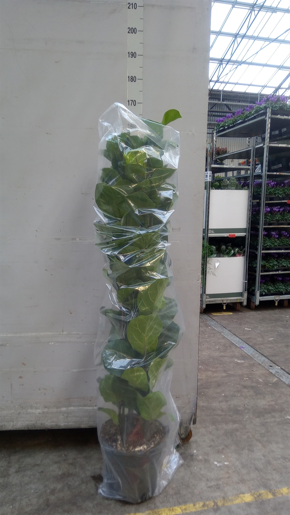 Ficus Lyrata Bambino 30Ø 150cm