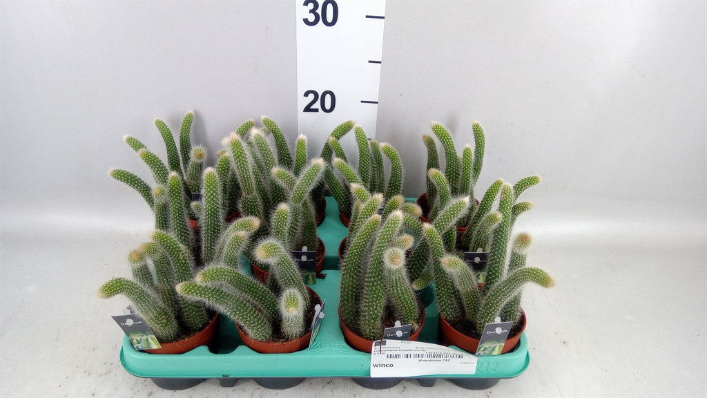 Cactus Hangplant 8Ø 15cm