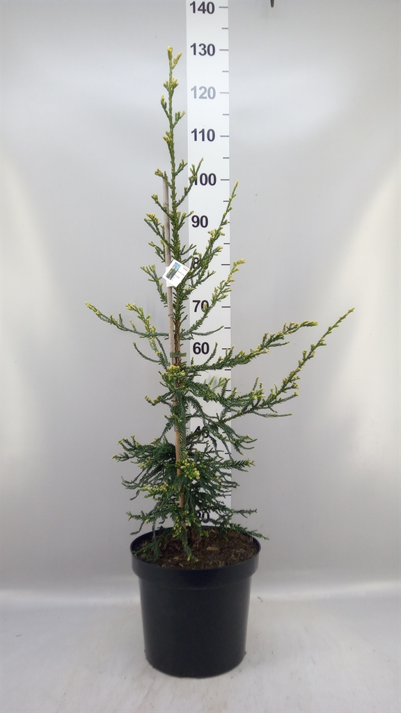 Sequoia Se Adpressa 26Ø 60cm