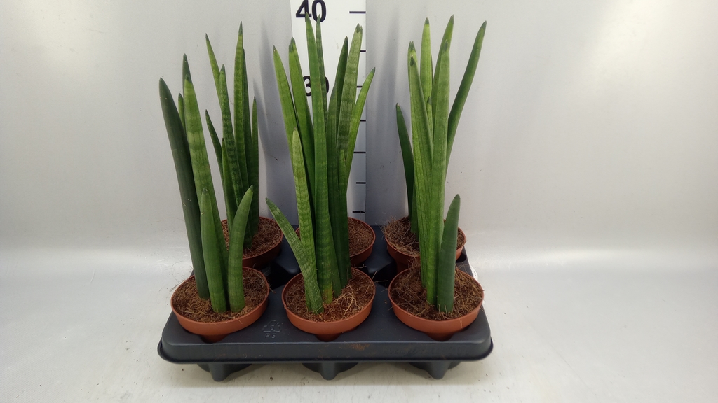 Sansev Zeylanica 12Ø 40cm
