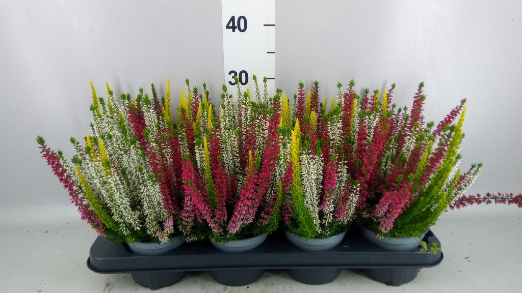 Calluna Beauty Ladies Mix In Pot 3 Colours 12Ø 17cm