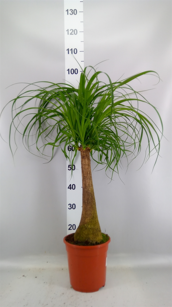 Beaucarnea Recurvata 21Ø 80cm