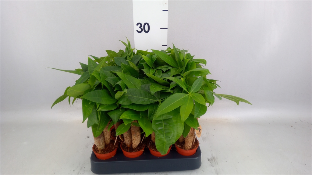 Pachira Aquatica 6Ø 18cm