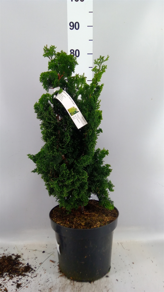 Chamaecyparis Obtusa 26Ø 50cm