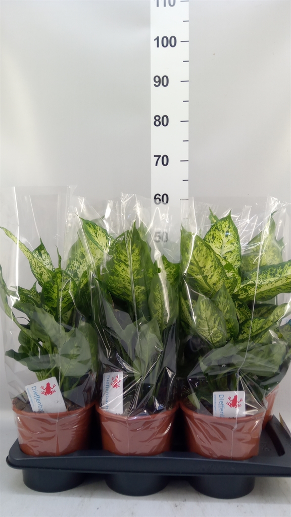 Dieffenbachia Compacta 17Ø 55cm