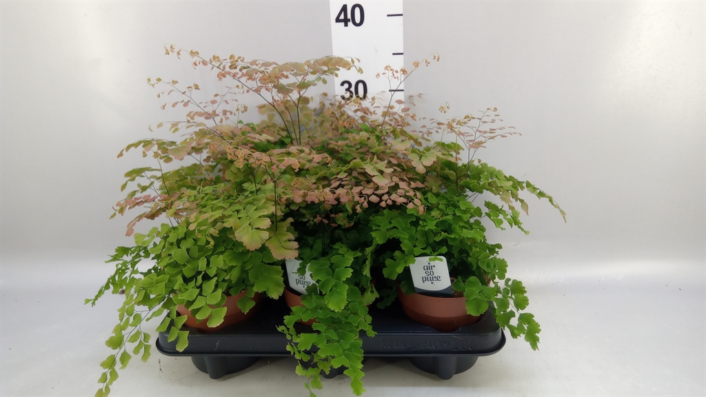 Adiantum Tenerum Scutum Roseum 12Ø 35cm