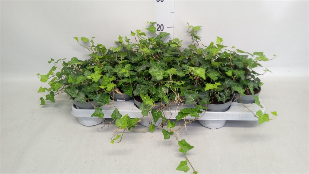 Hedera H Hibernica 11Ø 20cm