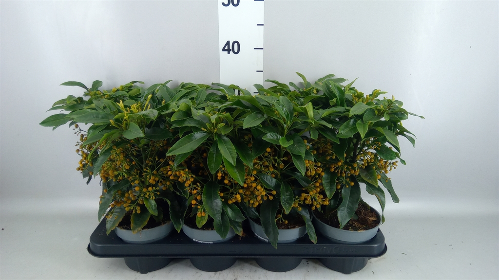 Ardisia Crenata 13Ø 30cm