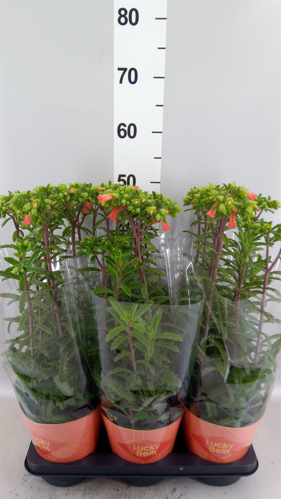 Kalanchoe Lucky Bells 14Ø 40cm