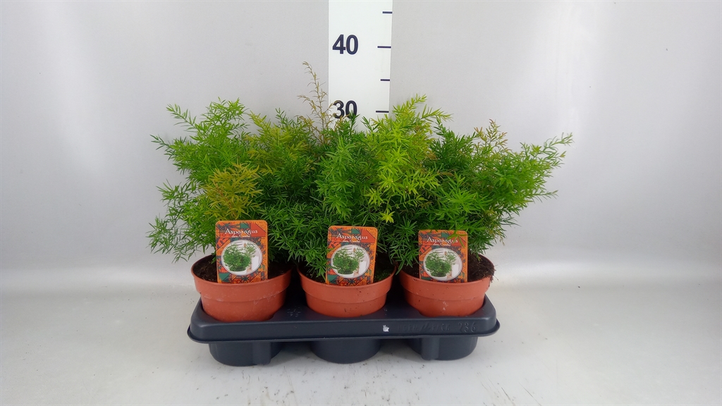 Asparagus Densiflorus Cwebe 13Ø 30cm