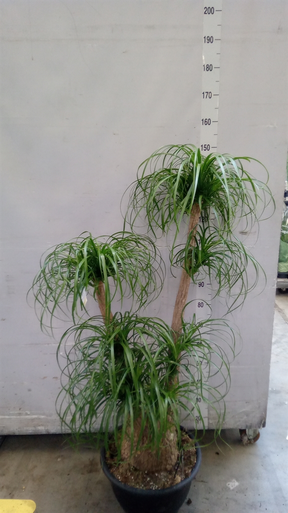 Beaucarnea Recurvata 40Ø 140cm