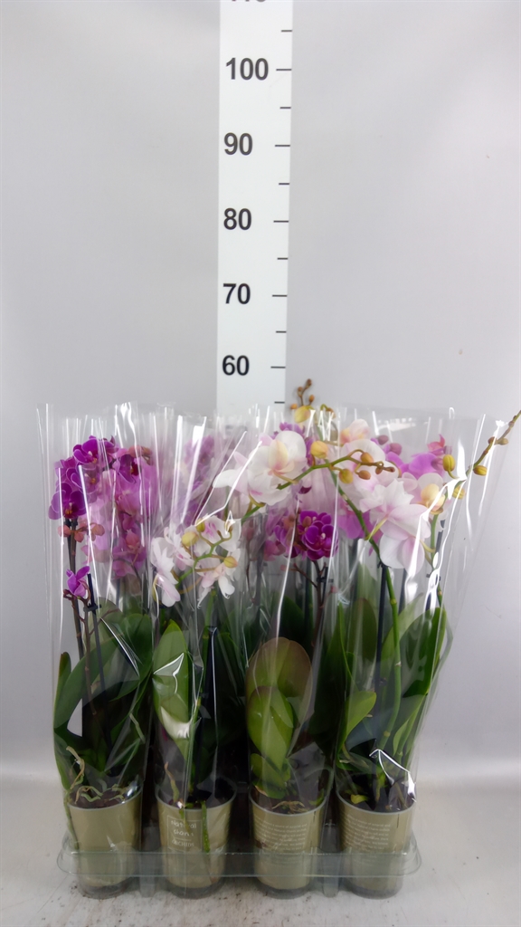 Phalaenopsis Asst 9Ø 32cm