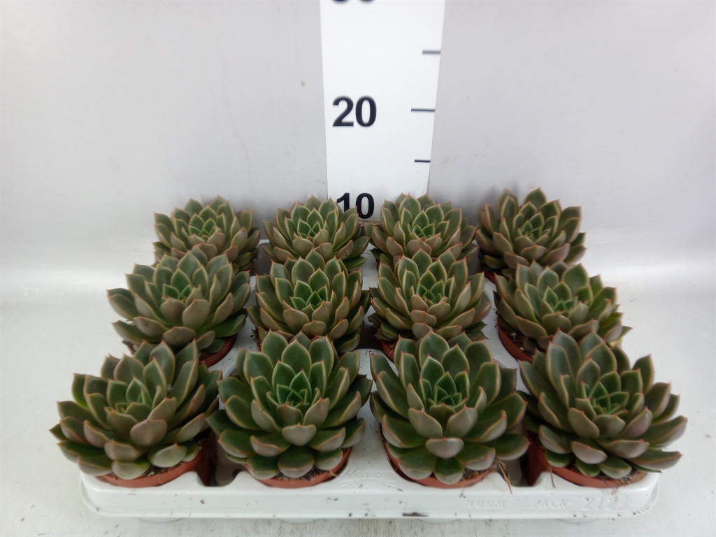 Echeveveria (NEW) 508Ø