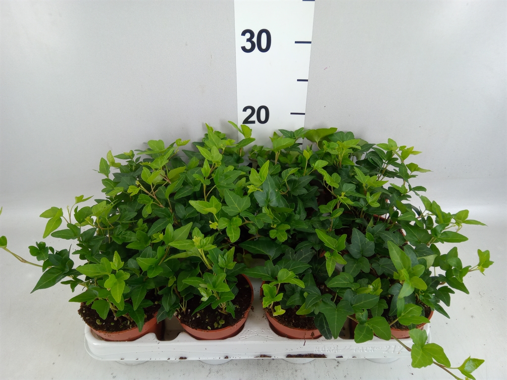 Hedera Helix Shamrock 9Ø 5cm