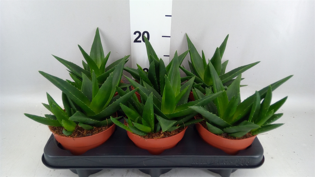 Haworthia West Jogoo 12Ø 17cm