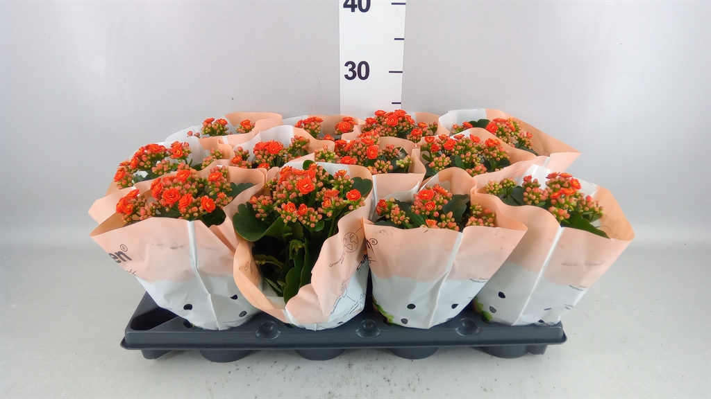 Kalanchoe Double More Flowers Augusta 10Ø 25cm