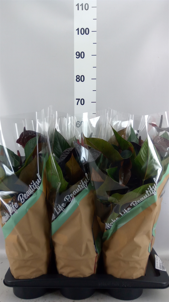 Anthurium Beauty Black 17Ø 50cm