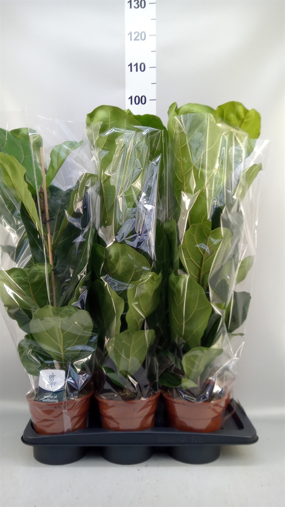 Fic Ov Lyrata 17Ø 75cm