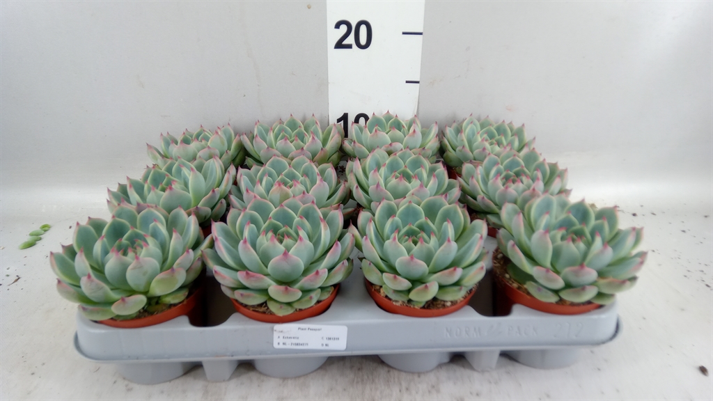 Echeveria Grey Prince 508Ø 10cm