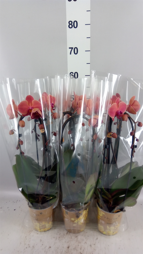 Phalaenopsis Cascade 12Ø 45cm 2st